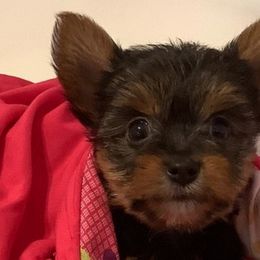 Pomeranians and Yorkshire Terriers from 🤎 Gigi’s Yorkie For Life 🐶