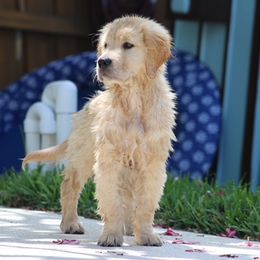 Golden Retriever Puppies from Graceful Golden Retrievers