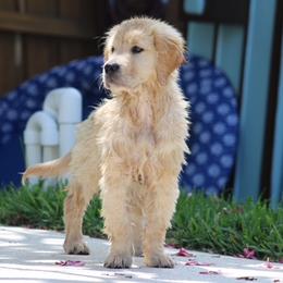 Golden Retriever Puppies from Graceful Golden Retrievers