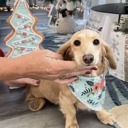 Rio - Dachshund