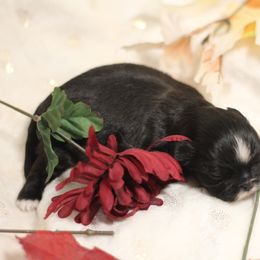 Shih Tzu Puppies from Autumn Breeze Shih Tzus and Friends