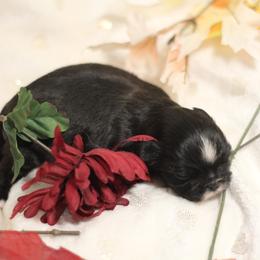 Shih Tzu Puppies from Autumn Breeze Shih Tzus and Friends