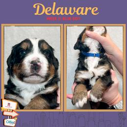 Delaware (Blue) - Black rust and white male Bernese Mountain Dog puppy in Boiling Springs, South Carolina from OlliePups, LLC