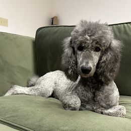 Prim - Poodle