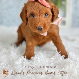 Ruby - Red  female Goldendoodle puppy in Atlanta, Georgia from Teddy Puppies