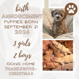 Tom Ford - Cream male Maltipoo puppy in Weatherford, Texas from Aprishew Maltipoo