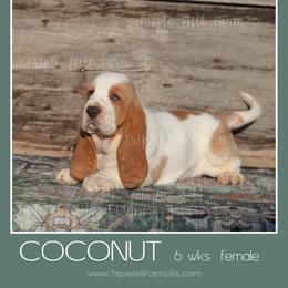 Coconut - Red and white female Basset Hound puppy in Jefferson City, Missouri from Triple Hill Farm