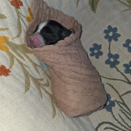Bud - Parti male Miniature Schnauzer puppy in Clifton, Colorado from Western Slope Labradoodles and Mini Schnauzers