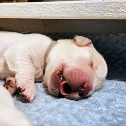 Golden Retriever Puppies from Dandelion Meadows Farm