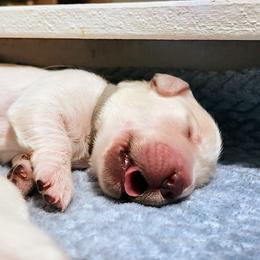 Golden Retriever Puppies from Dandelion Meadows Farm