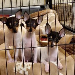 Toy Fox Terrier puppies from Ultra Quest Show Dogs