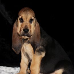 Bloodhounds and Bracco Italianos from Legend Bloodhounds