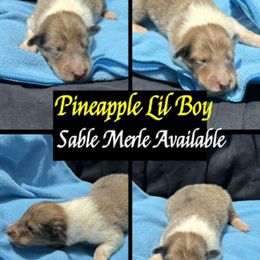Pine Apple - Sable merle and white male Collie puppy in Carencro, Louisiana from Cajun Bayou's Collies LLC