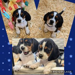 Beagle Puppies from Jennifer Knapp's Beagles