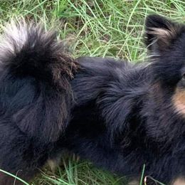 Pomeranians from JM’s Precious Poms