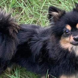 Pomeranians from JM’s Precious Poms