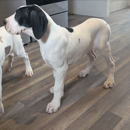 Larissa - Black and white female Great Dane puppy in Bay City, Michigan from Monarch Danes