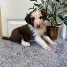 Penne - White and red female Bordoodle puppy in Valley Center, California from Circle R Valley Bordoodls
