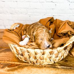 Bernedoodle and Goldendoodle Puppies from Larsen Litters