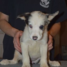 Border Collie Puppies from Green River Ranch Border Collies
