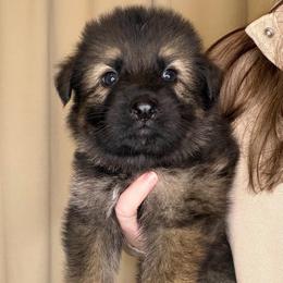 Red - Sable male German Shepherd puppy in Tennessee from Chattanooga Tn German Shepherds
