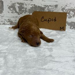 Cupid - Red  male Goldendoodle puppy in Nortonville, Kentucky from Deb’s KY Doodles