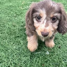 Bailey - Dapple female Dachshund puppy in Las Cruces, New Mexico from Bootheel Doxies
