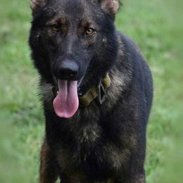 Alaskan Malamutes and German Shepherds from Willowhaus