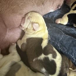 Girl 1 - Red and white female Bulldog puppy in Aiken, South Carolina from Hayzlett Family English Bulldogs