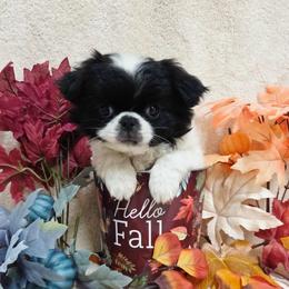 Black Boy (more white) - White and black male Japanese Chin puppy in Tulsa, Oklahoma from Locust Creek Pugs & Japanese Chin's