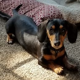 Dachshunds from Rodgers Acres Dachshunds