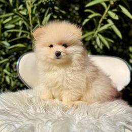 Ronaldo - Cream male Pomeranian puppy in Los Angeles, Santa Clarita, California from LT_Poms