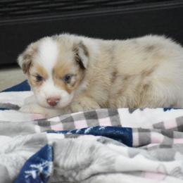 Sol - Red merle male Australian Shepherd puppy in Jameson, Missouri from Sky Creek