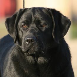Labrador Retrievers from Epoch Farms