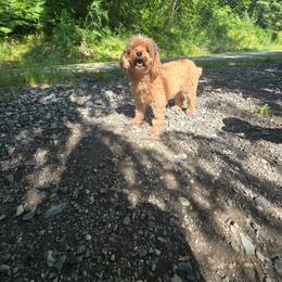 Ria - Red  female Poodle puppy in Washington from Mt.BakerPoodles&Doodles