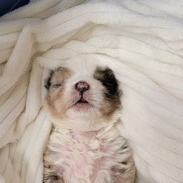Australian Shepherd Puppies from Whitfarm Aussies