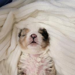 Australian Shepherd Puppies from Whitfarm Aussies