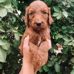 Irish Doodle Puppies from Foxrun Litters