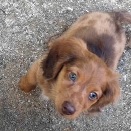 Dachshunds from Seaside Dachshunds