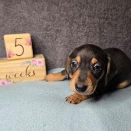 Boy 2 - Dapple male Dachshund puppy in Valrico, Florida from Bloomin Doxies