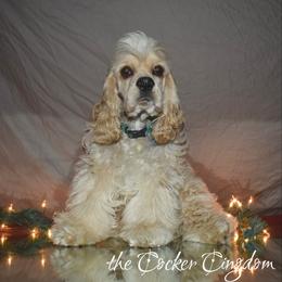 Cockapoo, Cocker Spaniel, and Poodle Puppies from The Cocker Cingdom