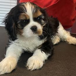 Cavalier King Charles Spaniel and Lowchen Puppies from Uptown Cavaliers