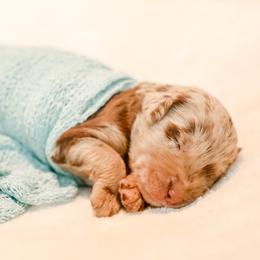 Christian Pulisic (USA) - Merle male Labradoodle puppy in Kingston, Georgia from CC Familydoodles
