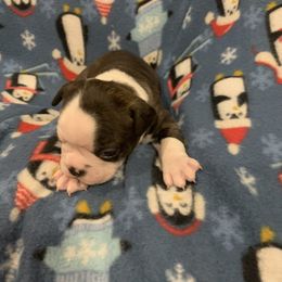 Boy 1 - Black brindle and white Boston Terrier puppy in Stover, Missouri from Boyd’s Boston Babies