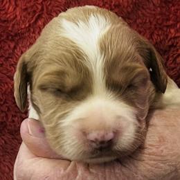 Boy 3 - Orange and white male Brittany puppy in Floyd Knobs, Indiana from Cross Creek Brittanys