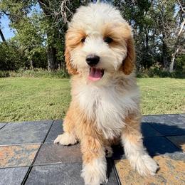 Tiny Lil' Red Boy 2 - Red male Bernedoodle puppy in Sioux Falls, South Dakota from WhiskeyCreek Doodles