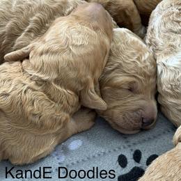 Goldendoodle puppies from KandE Doodles