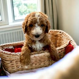 Goldendoodle Puppies from Teddy Gram Goldendoodles