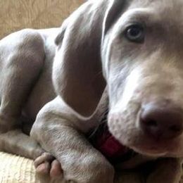 Labrador Retrievers and Weimaraners from Kathy Welle