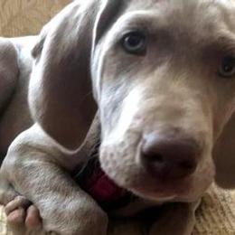Labrador Retrievers and Weimaraners from Kathy Welle
